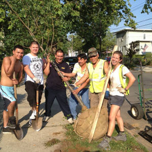 Street tree planting