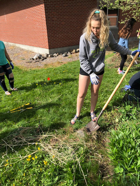 Ronan High School Native Plant Garden: A Space for Learning, Community, & Cultural Competency