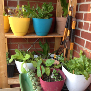 Natalie's balcony garden in Washington, D.C., May 2014.