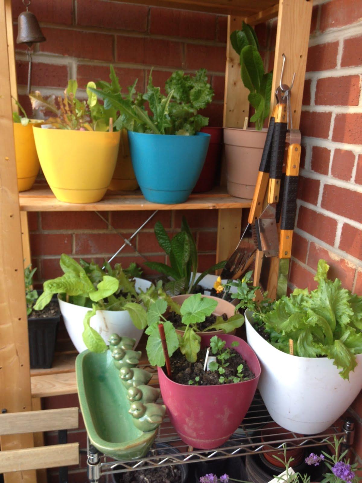 Natalie's balcony garden in Washington, D.C., May 2014.