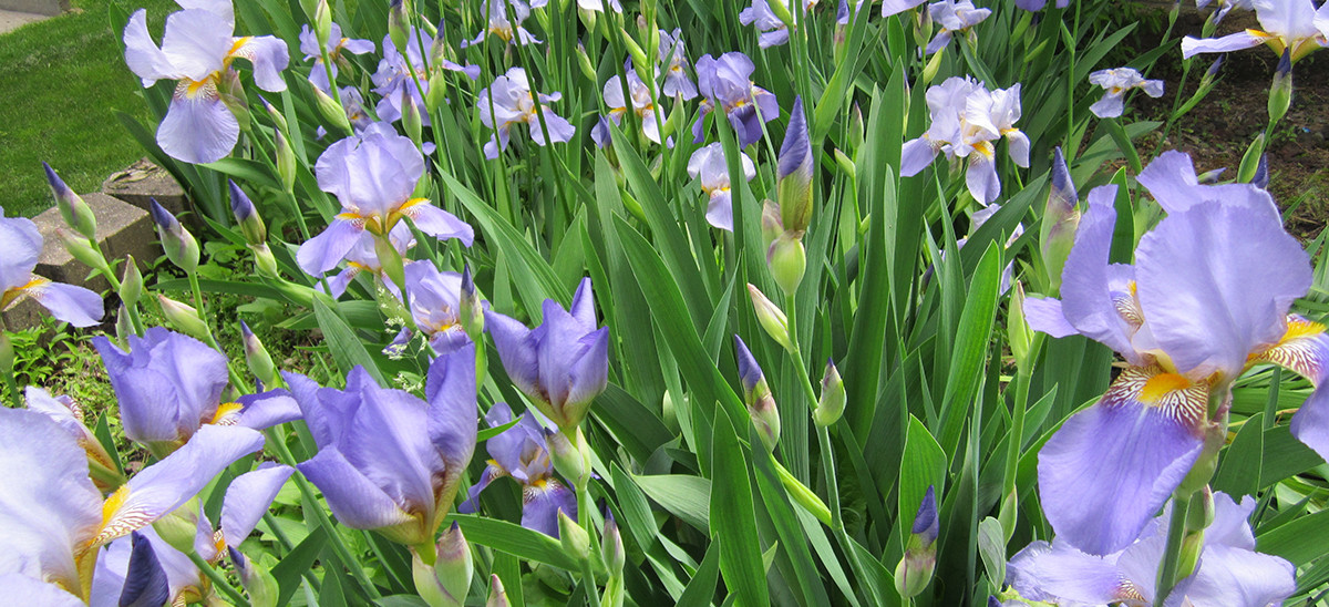 Family irises