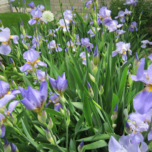 Family irises