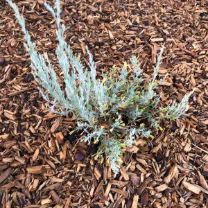 Ronan High School Native Plant Garden: A Space for Learning, Community, & Cultural Competency