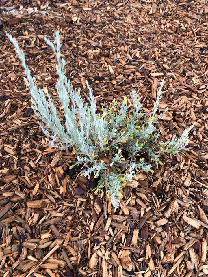 Ronan High School Native Plant Garden: A Space for Learning, Community, & Cultural Competency