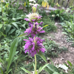 A Tower Grove Butterfly Garden