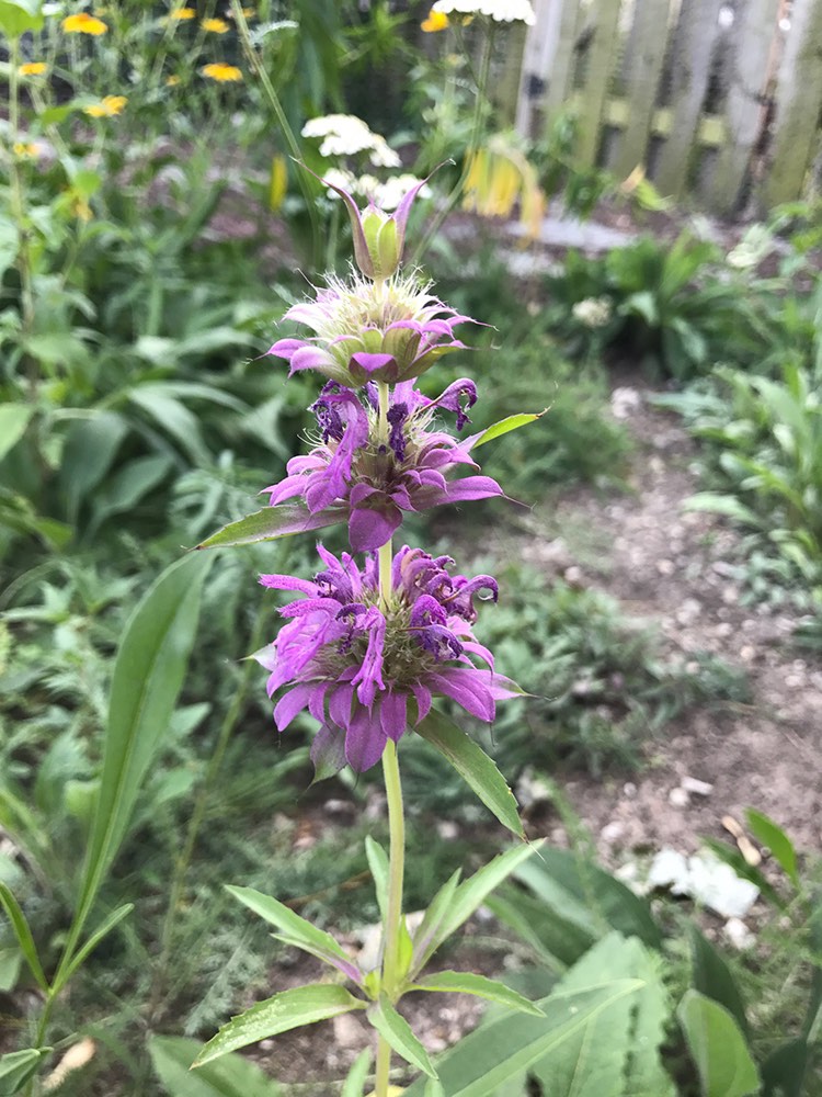 A Tower Grove Butterfly Garden