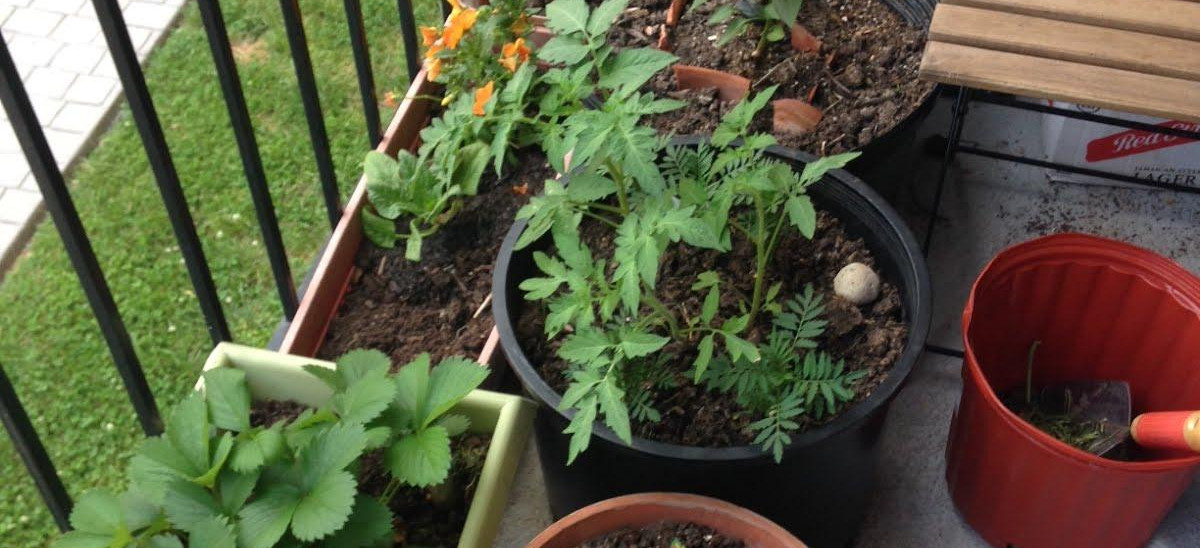 Natalie's balcony garden