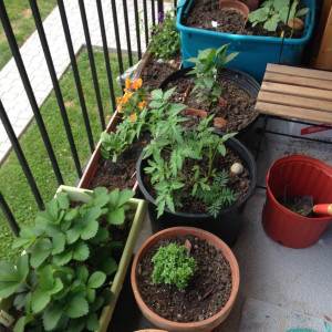 Natalie's balcony garden