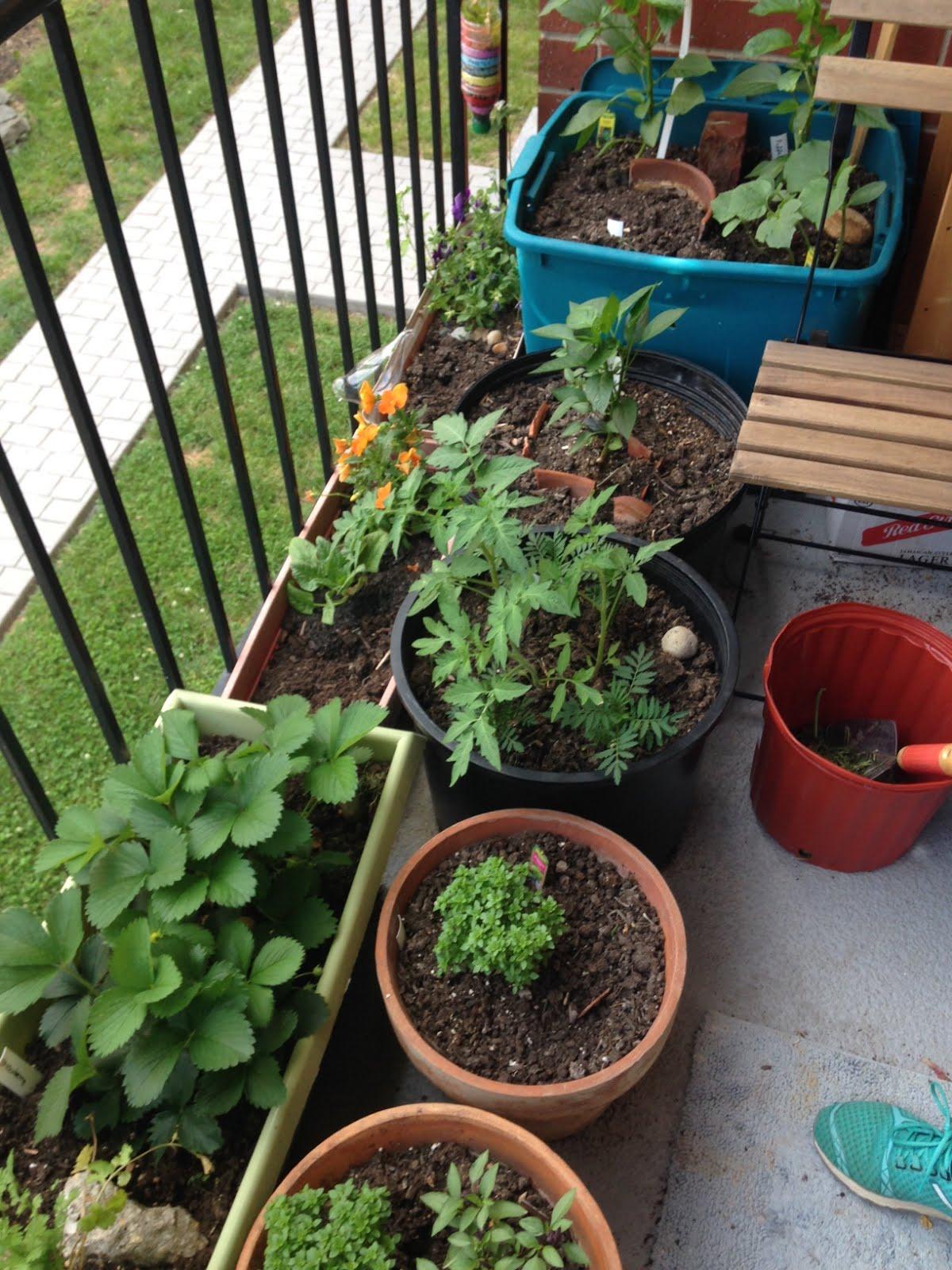 Natalie's balcony garden