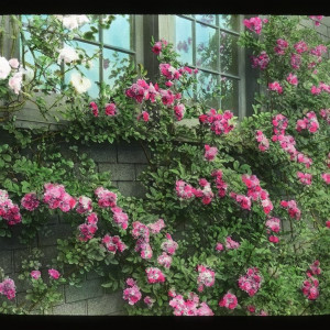 Woman with a parasol standing by an arbor of climbing 'Mary Wallace' roses, June 1933. Smithsonian Institution, Archives of American Gardens, J. Horace McFarland Collection.