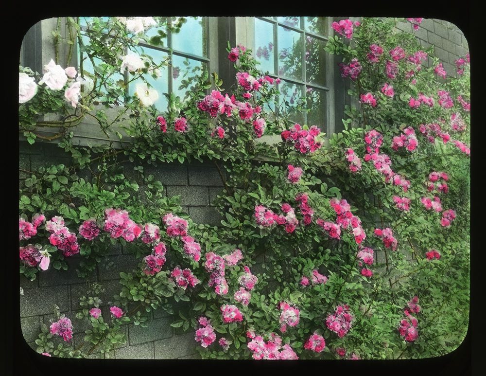 Woman with a parasol standing by an arbor of climbing 'Mary Wallace' roses, June 1933. Smithsonian Institution, Archives of American Gardens, J. Horace McFarland Collection.