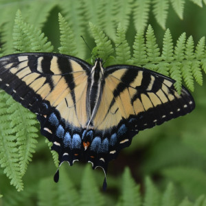 Our Native Pollinator Garden