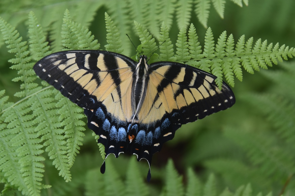 Our Native Pollinator Garden