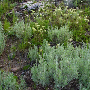 Wildflowers in the Absaroka Range