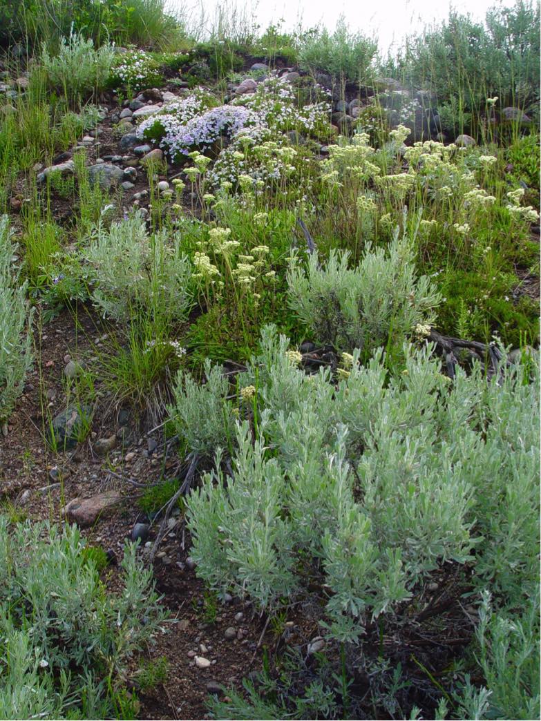 Wildflowers in the Absaroka Range