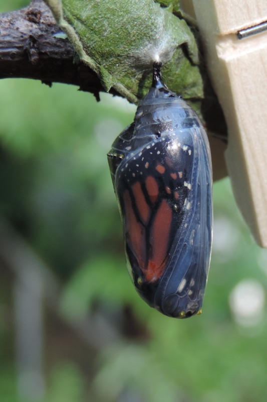 A monarch chyrsalis