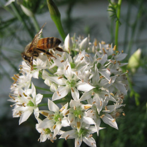 A Walk Through My Pollinator Garden