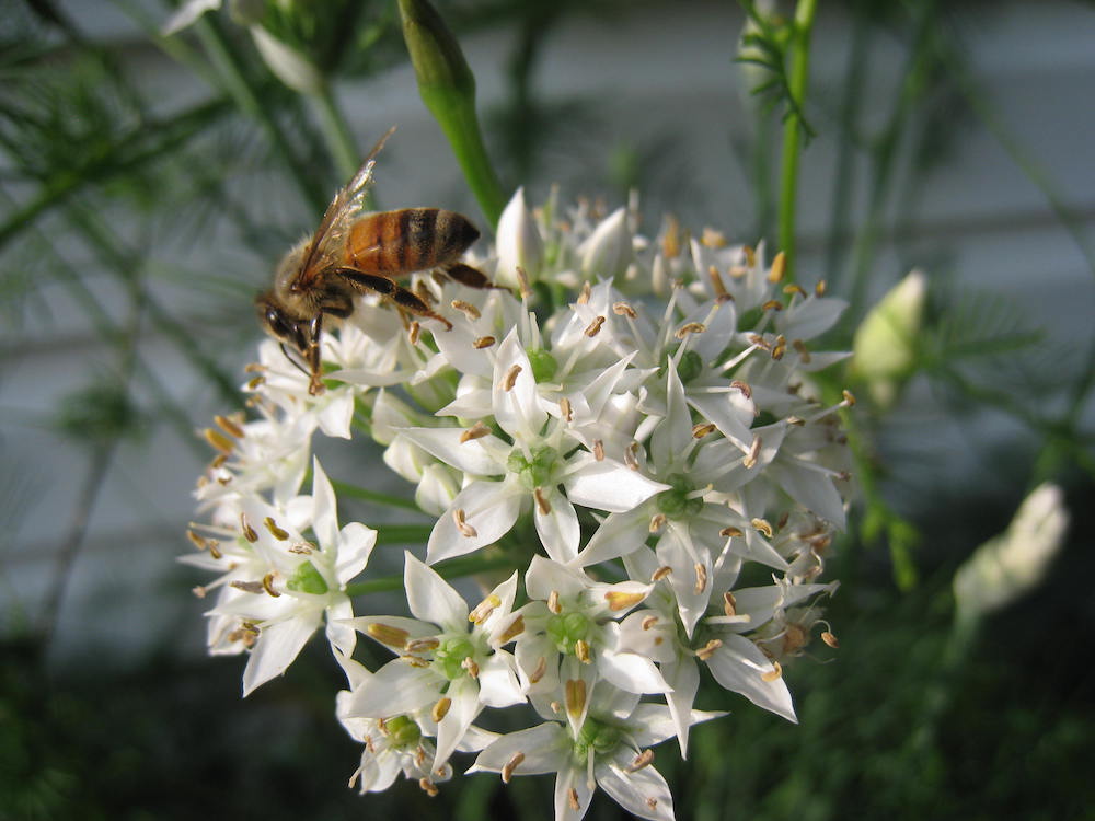 A Walk Through My Pollinator Garden