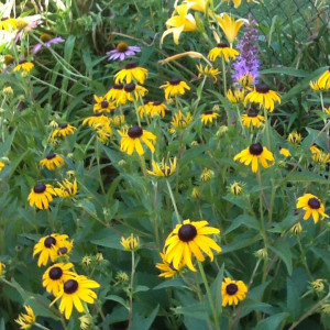 Coneflower and day lilies