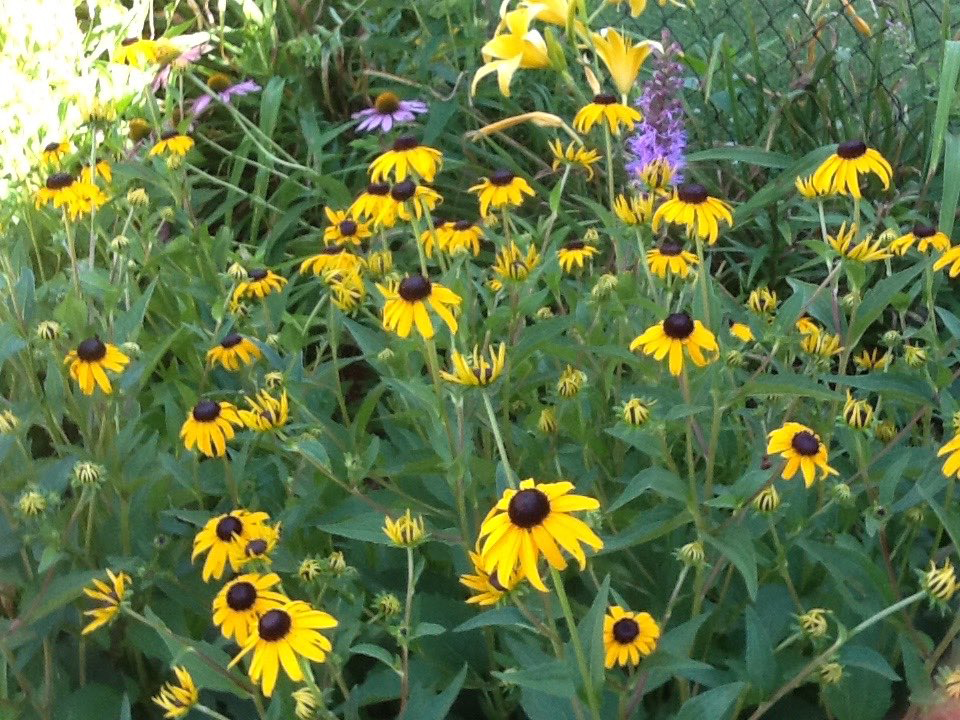 Coneflower and day lilies