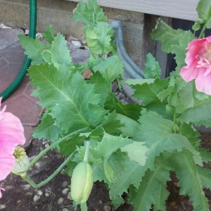 Shirley has both a flower garden and a vegetable garden in her Iowa backyard.