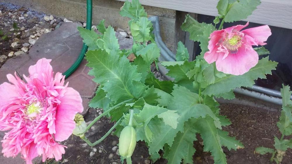 Shirley has both a flower garden and a vegetable garden in her Iowa backyard.