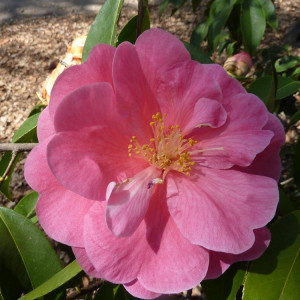 A Story About Hope. The camellia was introduced by Nuccio's Nurseries in California.