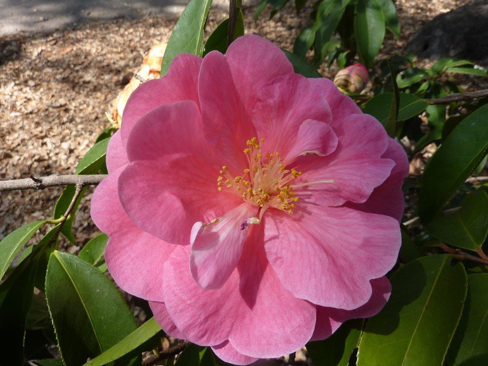 A Story About Hope. The camellia was introduced by Nuccio's Nurseries in California.