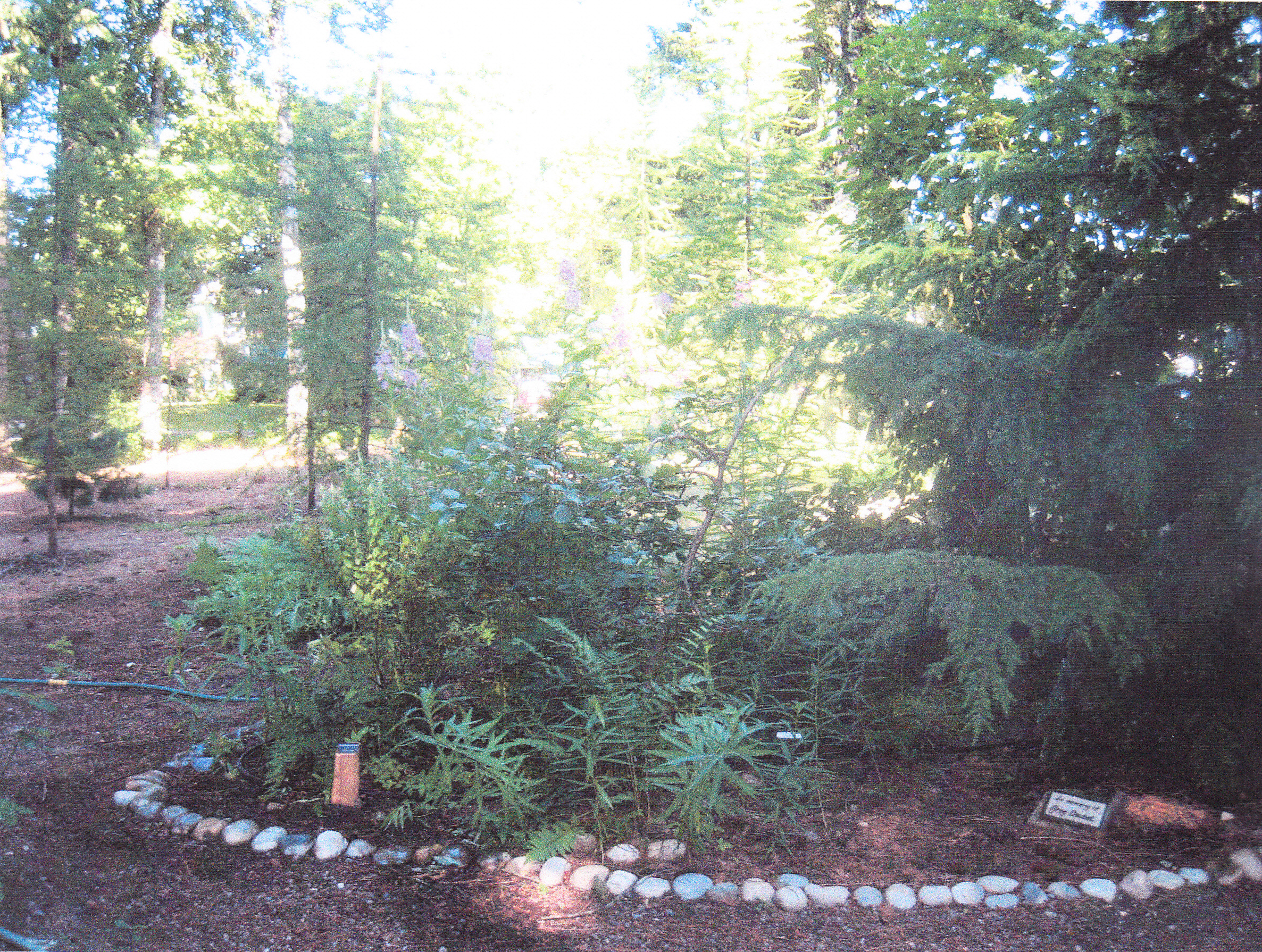 Native Idaho Native Plant Arboretum. Community of Gardens. The arboretum is managed by the Kinnikinnick Native Plant Society.