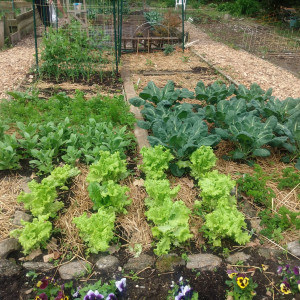 2020 photo of flowers, greens, and herbs in ground beds in the Awbury Community Garden