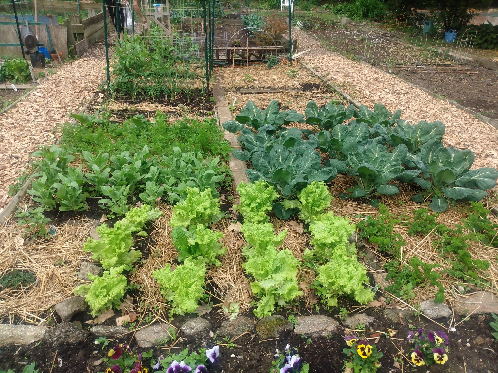 2020 photo of flowers, greens, and herbs in ground beds in the Awbury Community Garden