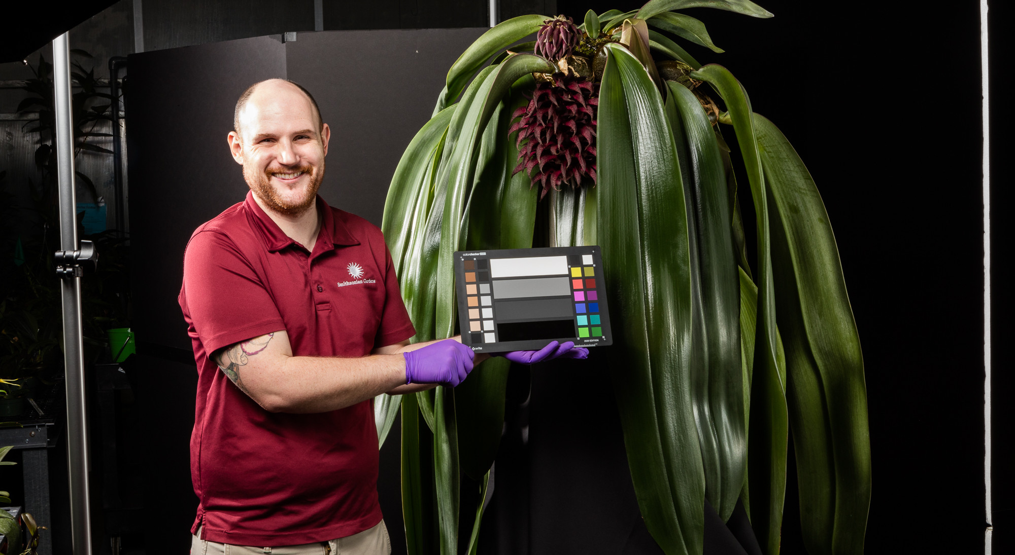 Smithsonian Gardens employee holds a color-matching palette in front of large orchid