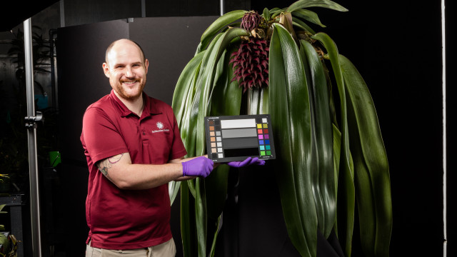 Smithsonian Gardens employee holds a color-matching palette in front of large orchid