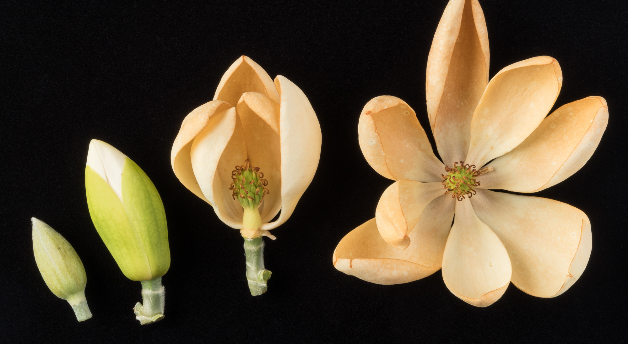 Magnolia flower in the Smithsonian Gardens Living Plant Collection, 2011-0859a-snp1-hl.jpg.