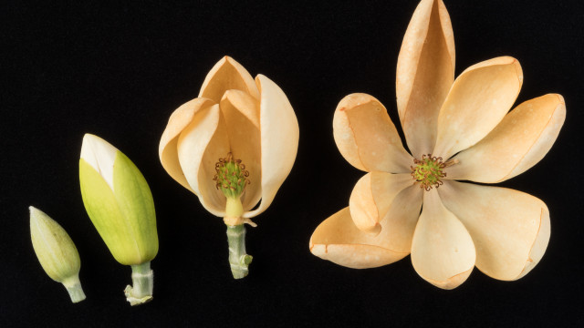 Magnolia flower in the Smithsonian Gardens Living Plant Collection, 2011-0859a-snp1-hl.jpg.