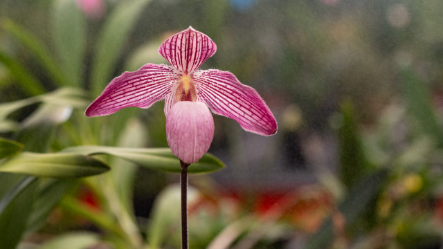 Close up of a purpleish-pink orchid with background out of focus