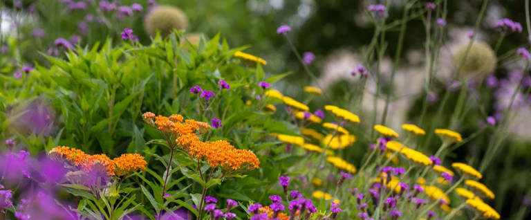 Flowers at the Smithsonian Gardens, National Air and Space Museum meadow.