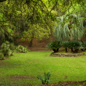 Jungle Gardens and Herbarium on Avery Island