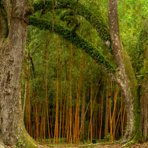 Jungle Gardens and Herbarium on Avery Island