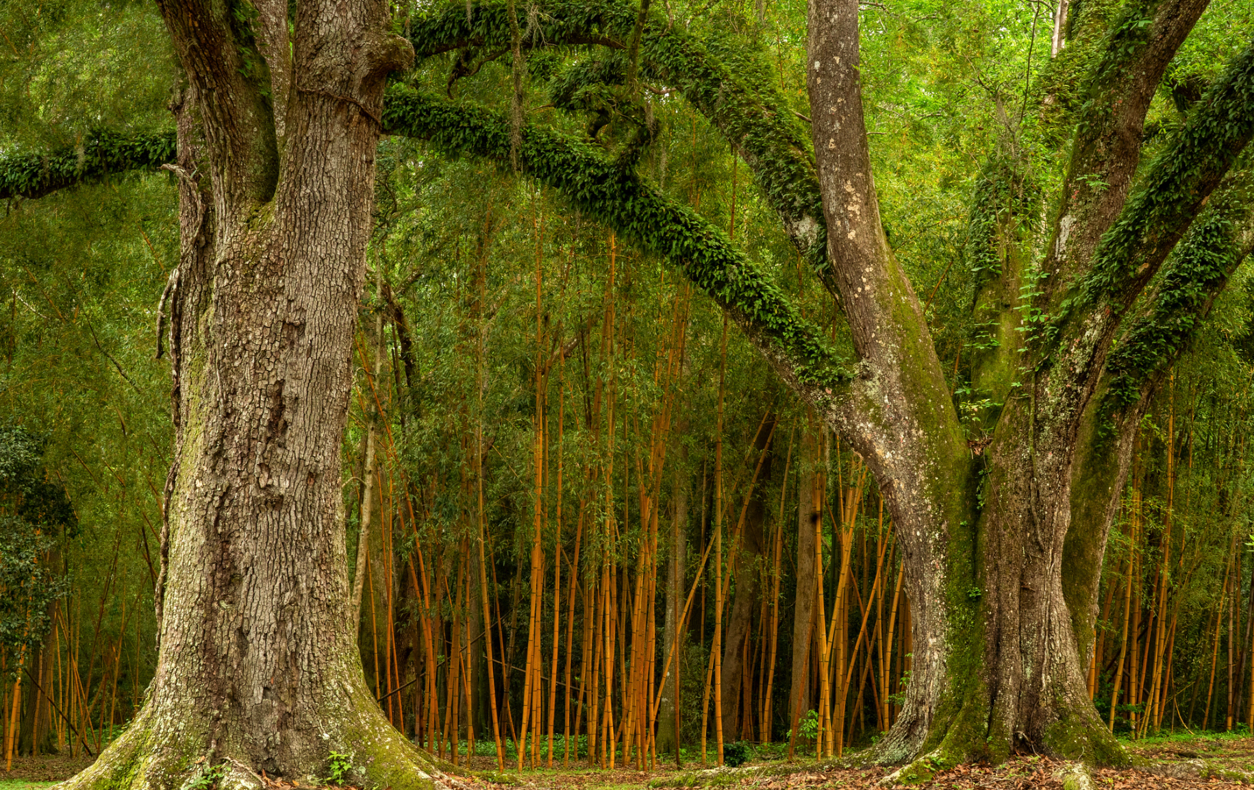 Jungle Gardens and Herbarium on Avery Island