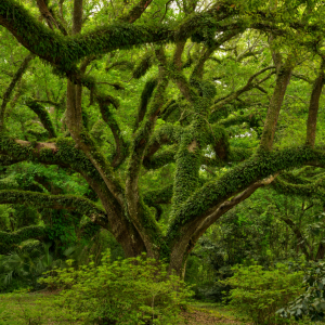 Jungle Gardens and Herbarium on Avery Island