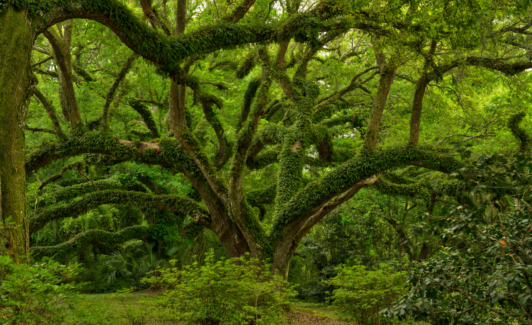 Jungle Gardens and Herbarium on Avery Island