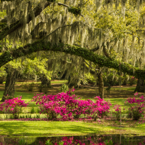 Jungle Gardens and Herbarium on Avery Island