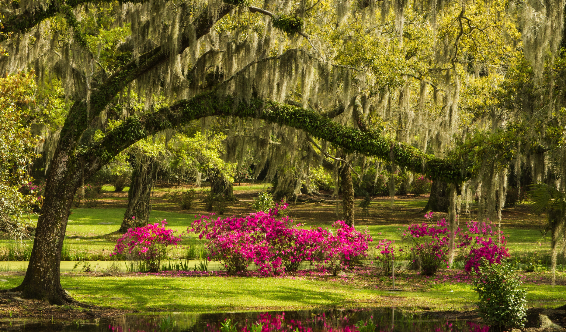 Jungle Gardens and Herbarium on Avery Island