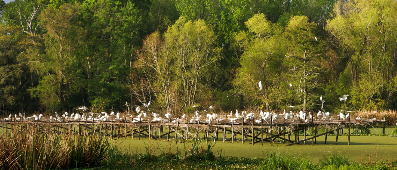 Jungle Gardens and Herbarium on Avery Island