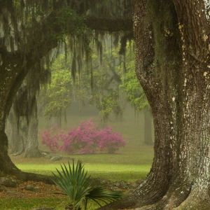 Jungle Gardens and Herbarium on Avery Island