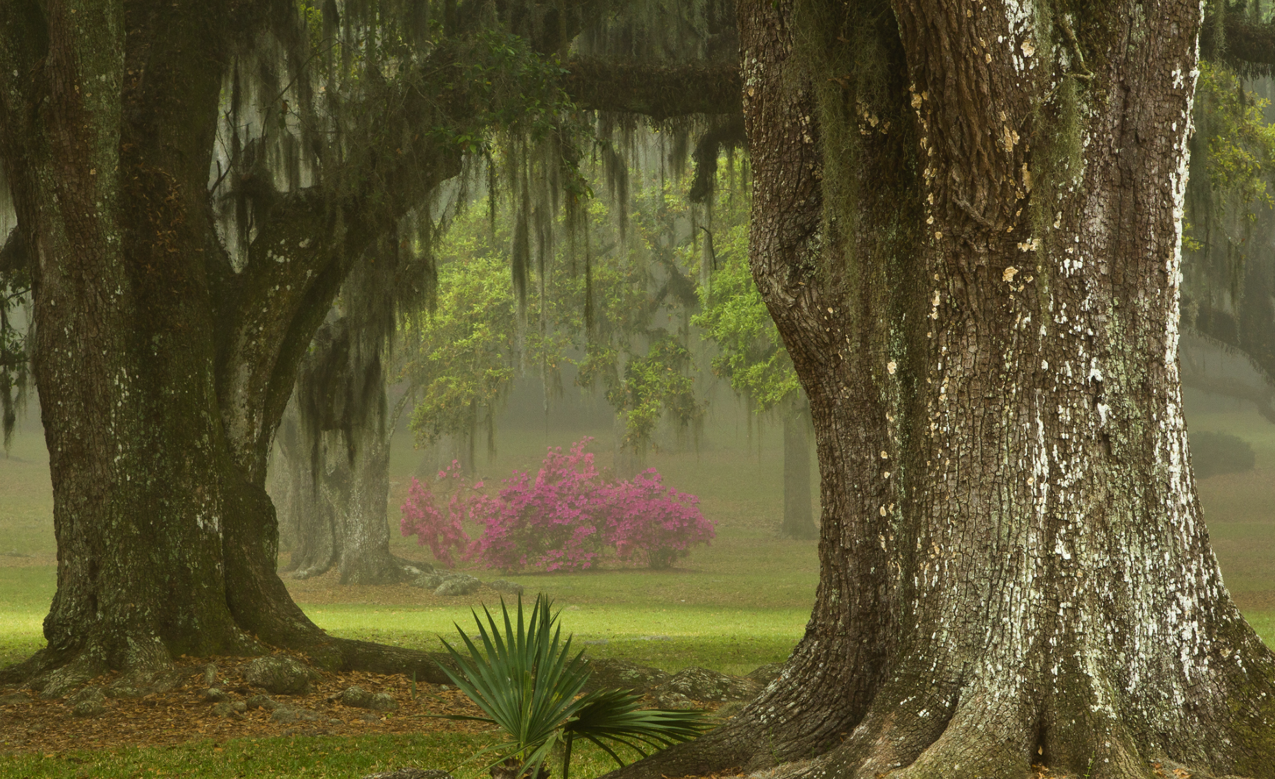 Jungle Gardens and Herbarium on Avery Island