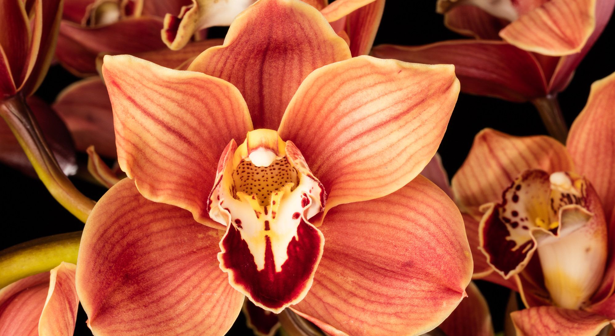 Close up photo of an orange and red orchid, Cymbidium Claude Pepper 'Muskateer'