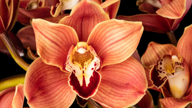 Close up photo of an orange and red orchid, Cymbidium Claude Pepper 'Muskateer'