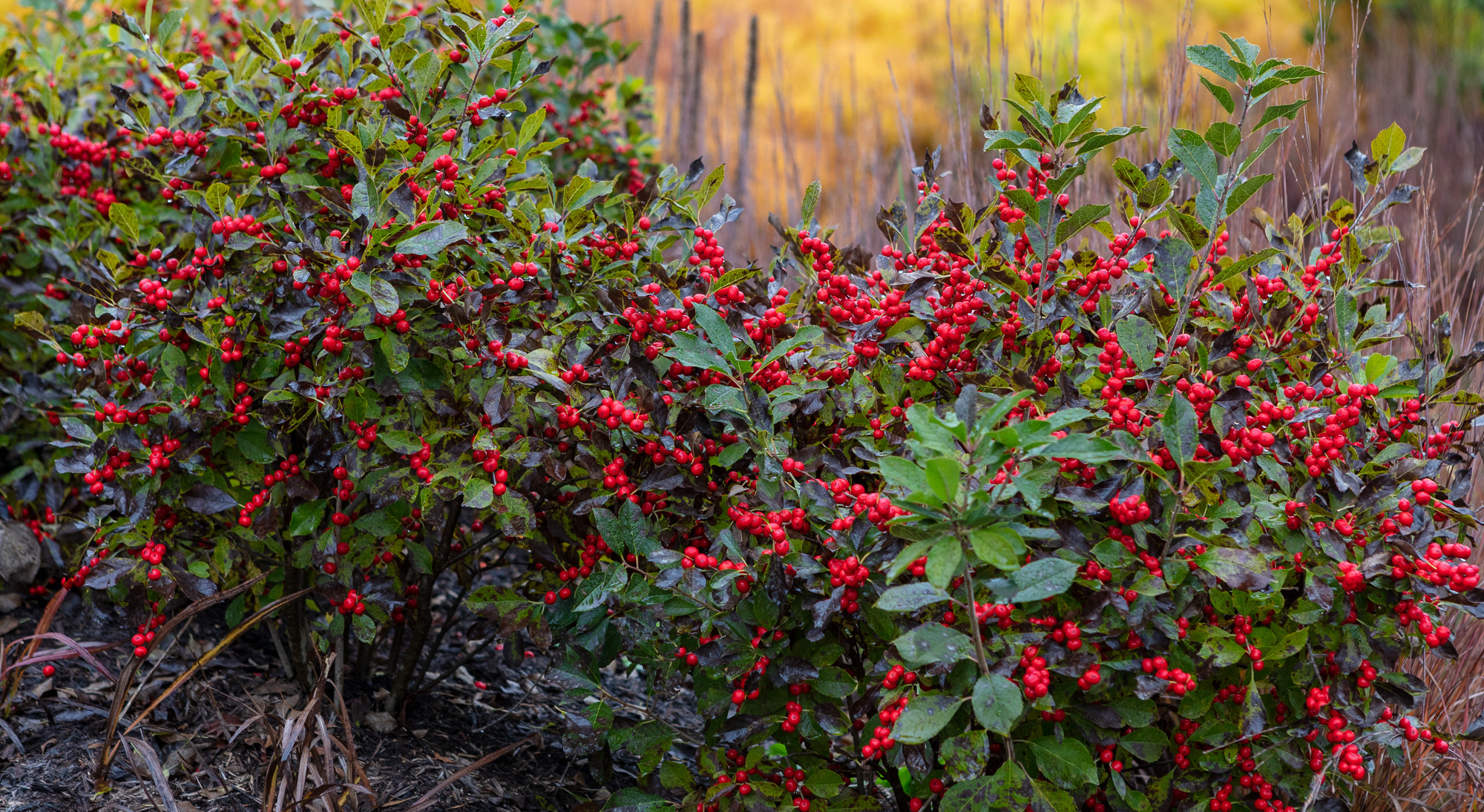 Winterberry holly at the Anacostia Community Museum.